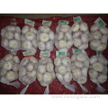 Fresh Normal White Garlic Jinxiang